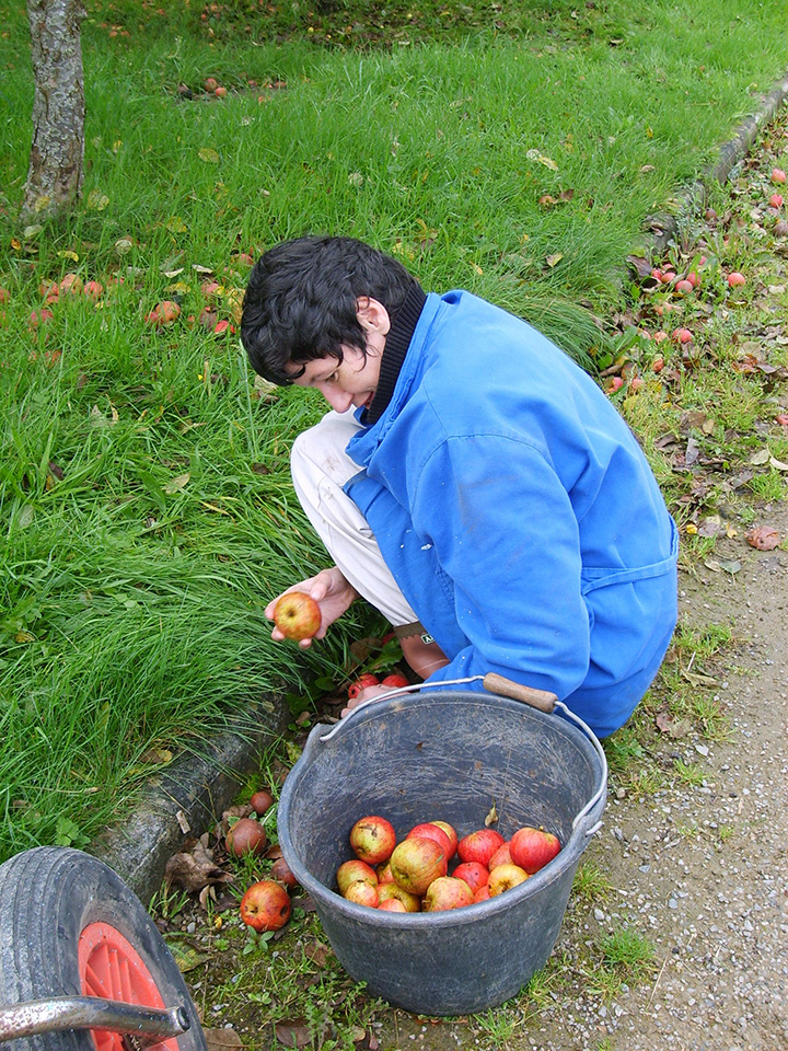 une femme ramasse des pommes